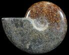 Polished, Agatized Ammonite (Cleoniceras) - Madagascar #59876-1